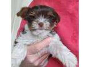 Yorkshire Terrier Puppy for sale in Central Point, OR, USA