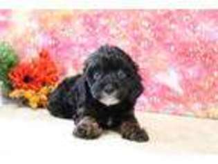 Cavapoo Puppy for sale in Winesburg, OH, USA