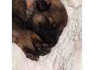 German Shepherd Dog Puppy for sale in Wapakoneta, OH, USA