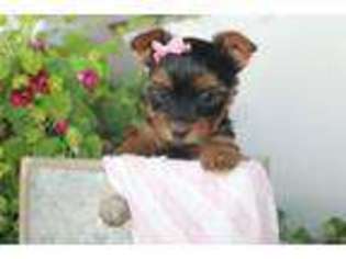 Yorkshire Terrier Puppy for sale in New Paris, IN, USA