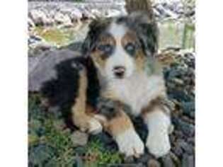 Miniature Australian Shepherd Puppy for sale in Coeur D Alene, ID, USA