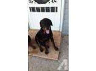 Rottweiler Puppy for sale in DUPO, IL, USA