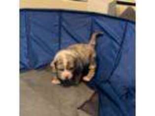 Mutt Puppy for sale in Irvington, NJ, USA