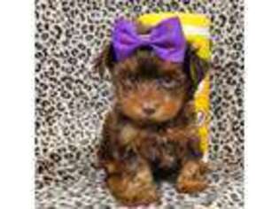 Yorkshire Terrier Puppy for sale in Marion, SC, USA