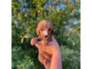 Goldendoodle Puppy for sale in Butner, NC, USA