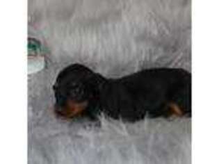 Dachshund Puppy for sale in Sussex, NJ, USA