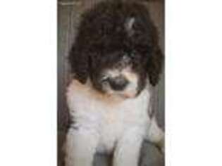 Labradoodle Puppy for sale in Cool, CA, USA