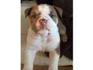 Bulldog Puppy for sale in Morganton, NC, USA