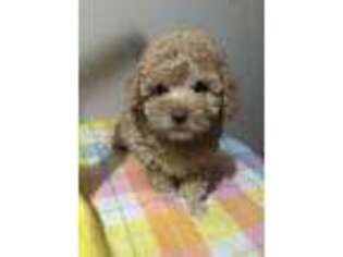 Mutt Puppy for sale in Portland, IN, USA