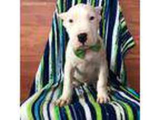 Dogo Argentino Puppy for sale in Kirkwood, PA, USA
