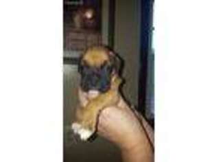 Boxer Puppy for sale in Westerlo, NY, USA