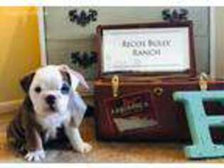 Bulldog Puppy for sale in Lancaster, CA, USA