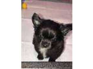 Chihuahua Puppy for sale in Cullman, AL, USA