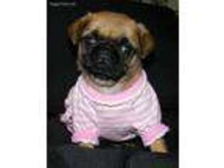 Pug Puppy for sale in Mountain Grove, MO, USA