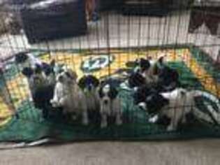 Portuguese Water Dog Puppy for sale in Brookfield, WI, USA