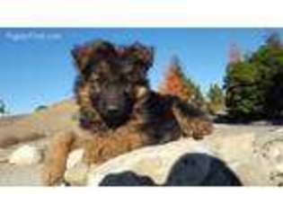 German Shepherd Dog Puppy for sale in Simi Valley, CA, USA