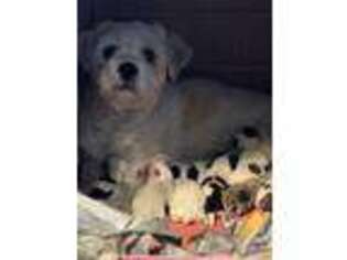 Lhasa Apso Puppy for sale in BLOOMFIELD, CT, USA