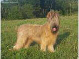 Briard Puppy for sale in Lewisburg, WV, USA