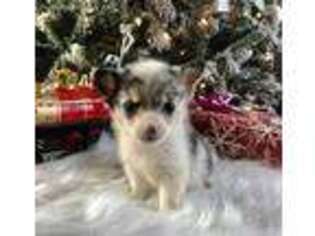 Pembroke Welsh Corgi Puppy for sale in Powell, WY, USA