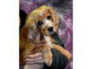 Cocker Spaniel Puppy for sale in Northwood, NH, USA