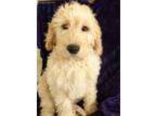 Goldendoodle Puppy for sale in Hilbert, WI, USA
