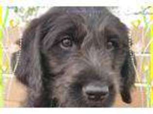 Labradoodle Puppy for sale in Chattanooga, TN, USA