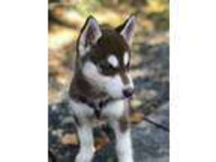 Siberian Husky Puppy for sale in Kenmore, WA, USA
