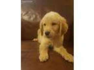 Golden Retriever Puppy for sale in Hartsville, SC, USA