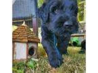 Black Russian Terrier Puppy for sale in Kirkland, WA, USA