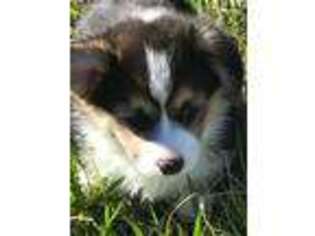 Pembroke Welsh Corgi Puppy for sale in Haleyville, AL, USA