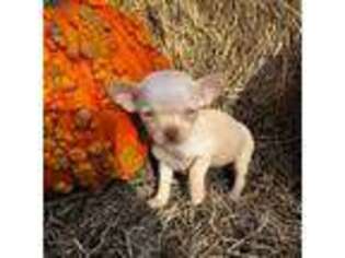 Chihuahua Puppy for sale in Wills Point, TX, USA