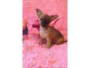 Chihuahua Puppy for sale in Shirley, MA, USA