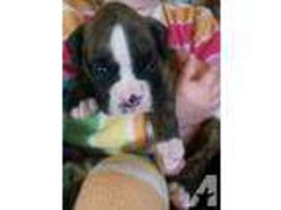Boxer Puppy for sale in EMMETSBURG, IA, USA