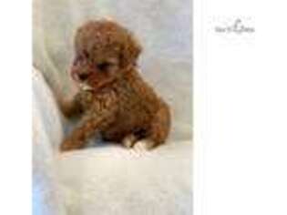 Goldendoodle Puppy for sale in Harrisburg, PA, USA