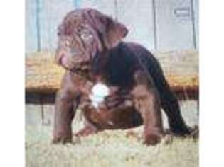 Olde English Bulldogge Puppy for sale in Wanette, OK, USA