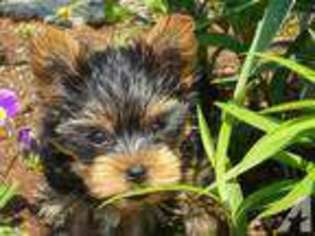 Yorkshire Terrier Puppy for sale in MUKILTEO, WA, USA