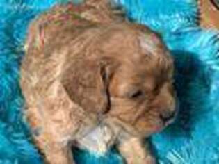 Cavapoo Puppy for sale in Coalgate, OK, USA