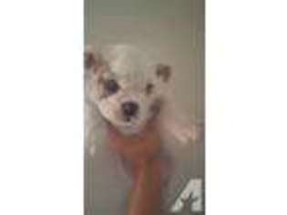 Bulldog Puppy for sale in PASADENA, TX, USA