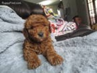 Cavapoo Puppy for sale in Ilion, NY, USA