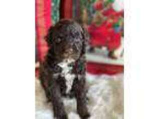 Portuguese Water Dog Puppy for sale in Provo, UT, USA