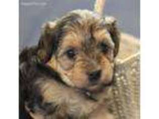 Yorkshire Terrier Puppy for sale in Wentworth, MO, USA