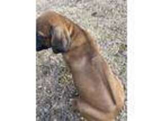 Rhodesian Ridgeback Puppy for sale in Lawley, AL, USA