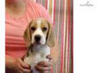 Beagle Puppy for sale in Gainesville, FL, USA