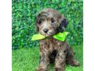 Goldendoodle Puppy for sale in Eagleville, PA, USA