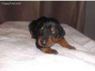 Doberman Pinscher Puppy for sale in Scranton, PA, USA