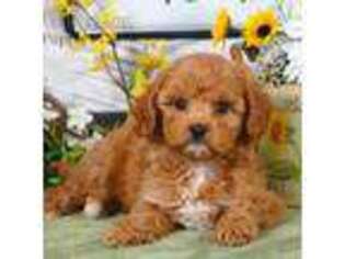 Cavapoo Puppy for sale in Bristol, IN, USA