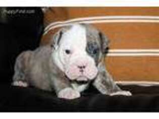 Olde English Bulldogge Puppy for sale in Holmesville, OH, USA