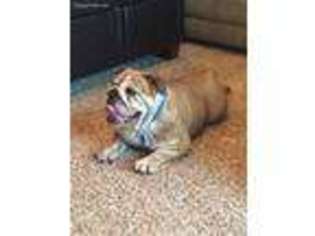 Bulldog Puppy for sale in Edgerton, MN, USA