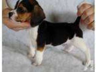 Beagle Puppy for sale in VICTORIA, VA, USA