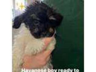 Havanese Puppy for sale in Jeannette, PA, USA